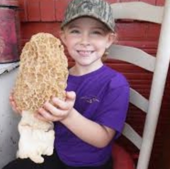 🍄 Grow Kit- MOREL Mushroom- Guaranteed! - Picture 10 of 10